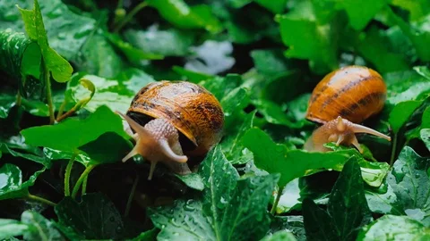 Snails in the Grass Stock Footage