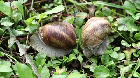Snails in grass moving Stock Footage 51680698
