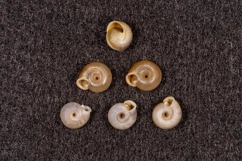 Snails on gray background Stock Photos