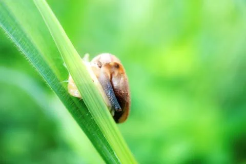 Snails with green background. 스톡 사진