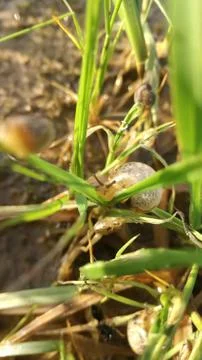 Snails on green grass Stock Photos