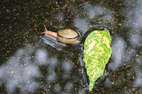 Snails with green leaf after raining Stock Photos