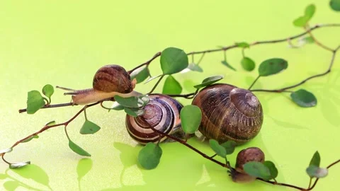 Snails on green leaf, time lapse Stock Footage 194540142