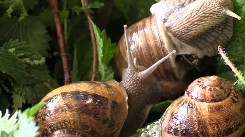 Snails on green leaves Stock Footage 76702038