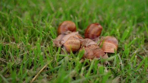 Snails Group Crawling on Green Grass Closeup Outdoors. Molluscs in Nature Vidéo 158876404