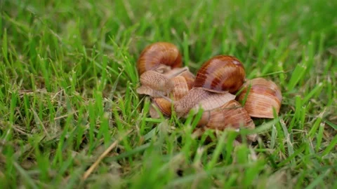 Snails Group Crawling on Green Grass Closeup Outdoors. Molluscs in Nature Vídeo Stock 158876578