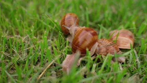 Snails Group Crawling on Green Grass Closeup Outdoors. Molluscs in Nature Stock Footage 158876693