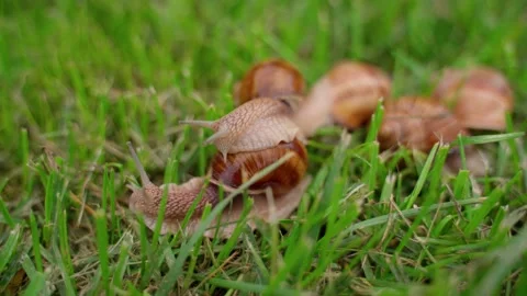 Snails group crawling on green grass closeup outdoors. One snail goes to another Stock Footage 158876723