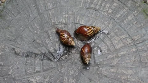Snails group crawling slowly on brick flooring Stock Footage 195001468
