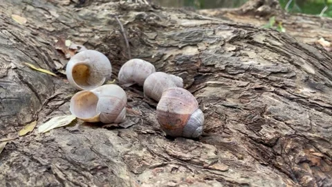 The snails have left their homes Stock Footage 252354825