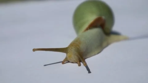 A snail's head crawls against a white background of natural light. 動画素材 331973271