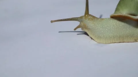 A snail's head crawls against a white background of natural light. Stockbeeldmateriaal 331973277