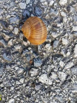 The snail's house Photos