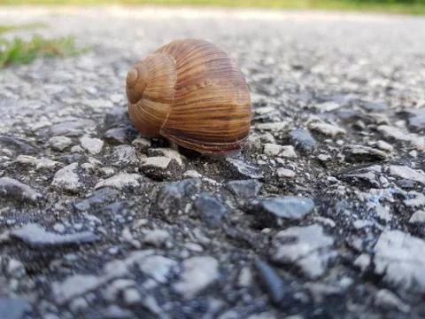 The snail's house Photos
