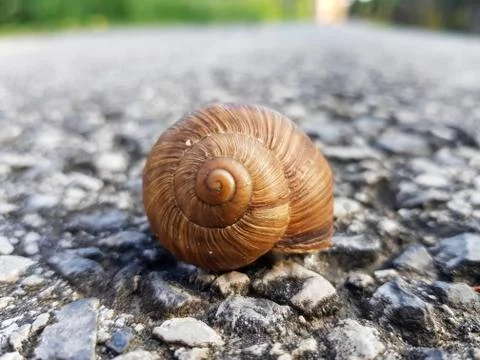 The snail's house Photos