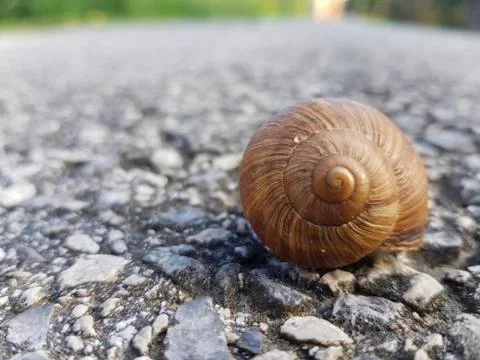 The snail's house Stock Photos