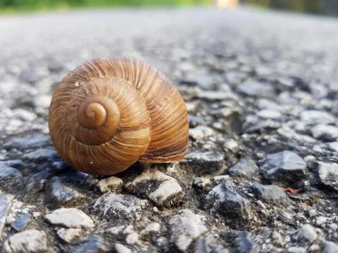 The snail's house Stockfoto's