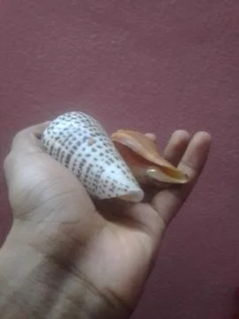 Snails at Human Hand Stock Photos