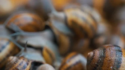 Snails interact with each other close up Stock Footage 121176522