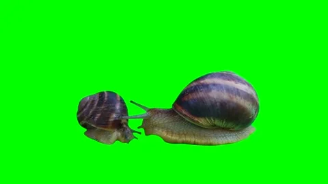 Snails isolated on green background screen Stock Footage 332490422