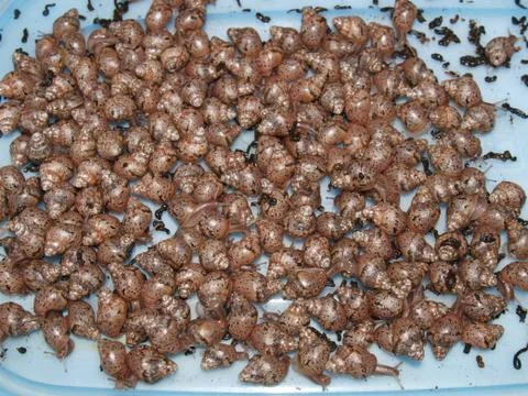 Snails kids Stock Photos