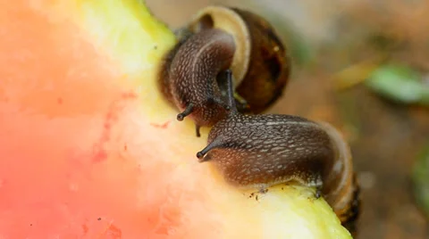 Snails kissing Stock Footage 36592979