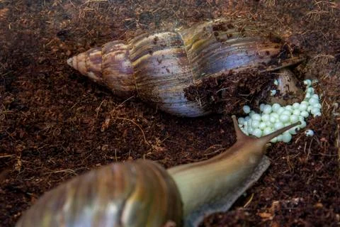 The snails lay eggs in rice fields Stock Photos