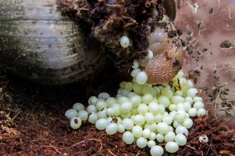 The snails lay eggs in rice fields Stock Photos