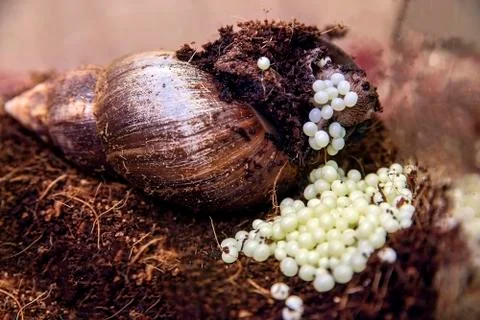 The snails lay eggs in rice fields Stock Photos