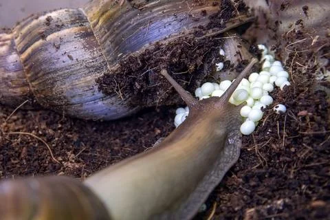 Snails lay eggs in rice fields. Family of African snails Achatina near eggs Stock Photos