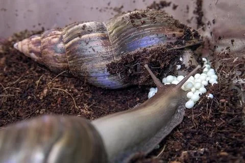 Snails lay eggs in rice fields. Family of African snails Achatina near eggs. Stock Photos