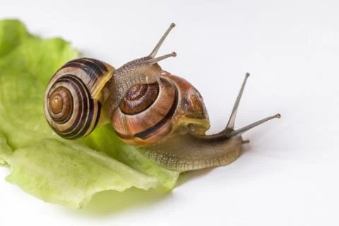 Snails with leaf of cabbage isolated on white background Foto stock