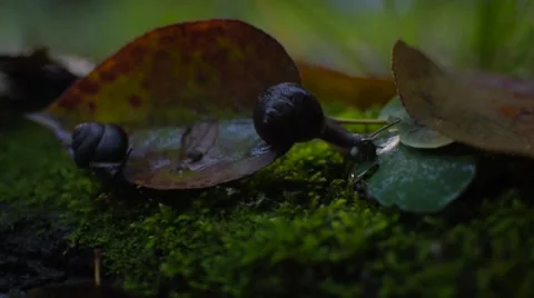 Snails on leaves Stock Footage 58425604