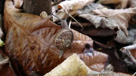 Snails Leaves Video stock 84002534