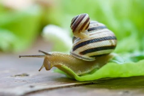 Snails on lettuce Stock Photos