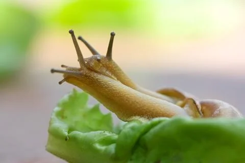 Snails on lettuce Stock Photos