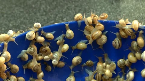 Snails live and fresh ready to cook Stock Footage 7902381