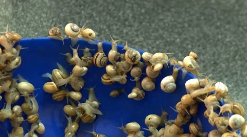Snails live and fresh ready to cook Stock Footage 7902382