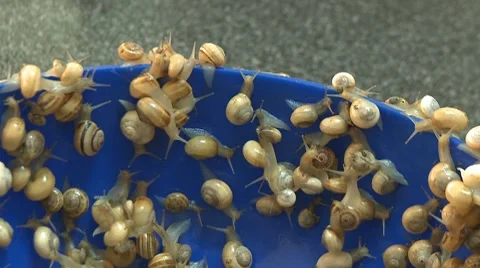 Snails live and fresh ready to cook Stock Footage 8824907