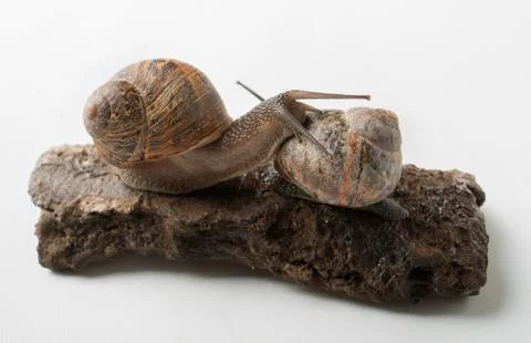 Snails in love Stock Photos