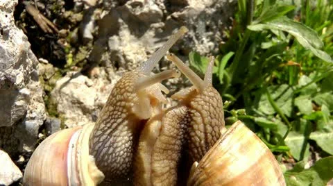 Snails in love.mp4 Video stock 11451492