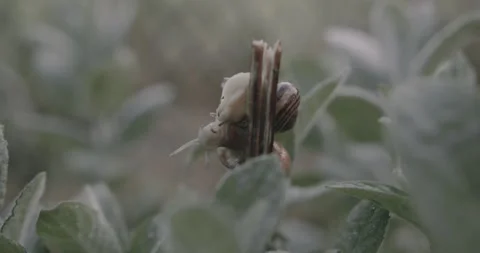 Snails making love Stock Footage 275857723