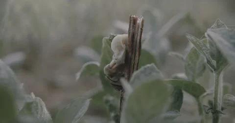 Snails making love Stock Footage 275857751