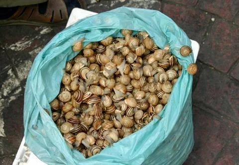 Snails at Market Stock Photos