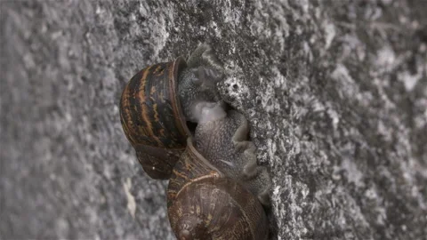 Snails Mate Close-up Tilt Stock Footage 147822817