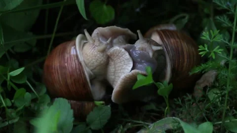 Snails mating Stock Footage 195262488