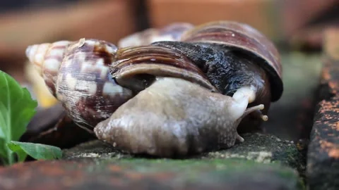 Snails mating Stock Footage 272280928