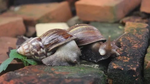 Snails mating Stock Footage 272281078
