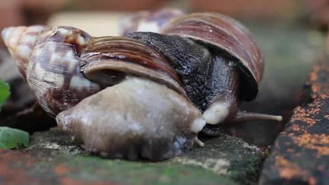 Snails mating Stock Footage 272281357