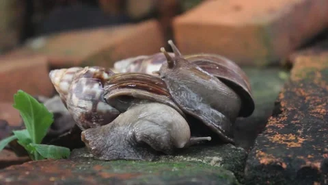 Snails mating Stock Footage 272281923